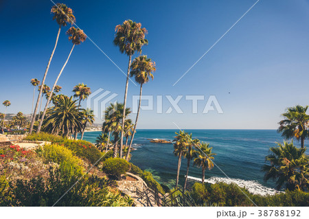 Tropical flora in Laguna Beach Tropical flora in Laguna Beach 38788192