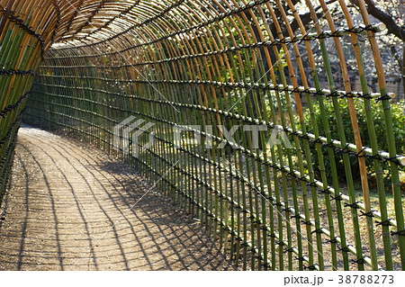 竹垣のトンネルと梅の花 38788273
