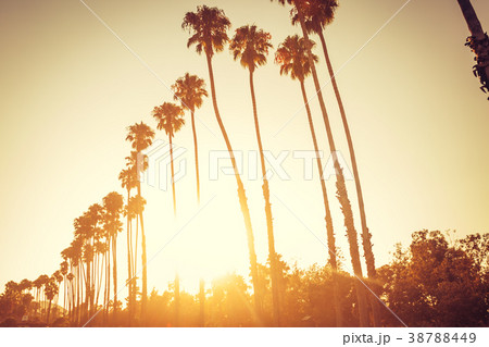 Palm trees in sunset in Santa Barbara 38788449