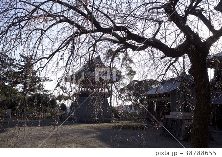 石堂寺　枝垂れ梅 38788655