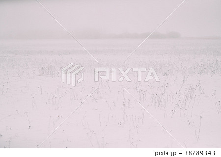 Snow-covered Field In Winter Frosty Day 38789343