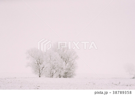 Snow-covered Field In Winter Frosty Day. Fluffy 38789358