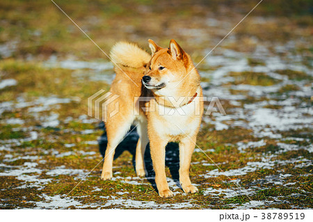 Beautiful Red Shiba Inu Puppy Dog Outdoorの写真素材 [38789519] - PIXTA