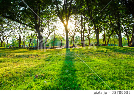 Sunset light on tree with green meadow at park 38789683