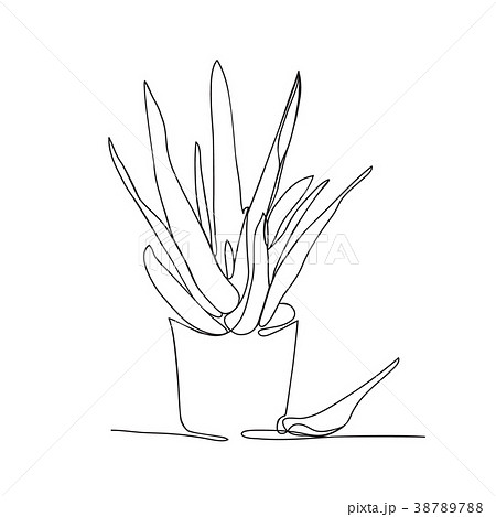 continuous line drawing Aloe vera in the pot 38789788