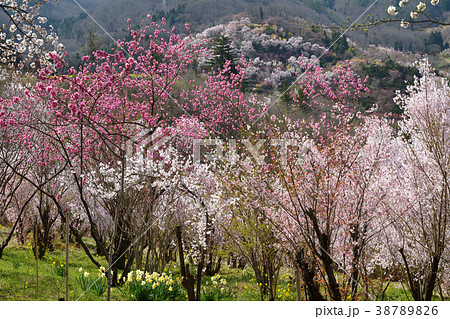 花見山風景 38789826