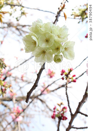 春　桜　鬱金桜 38790494