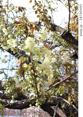 春　桜　鬱金桜 38790495