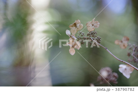 寂びあじさい 38790782