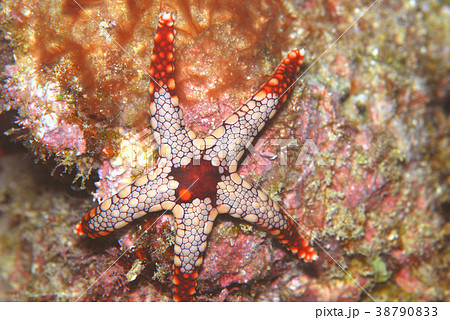ヒトデ ヒトデ 38790833