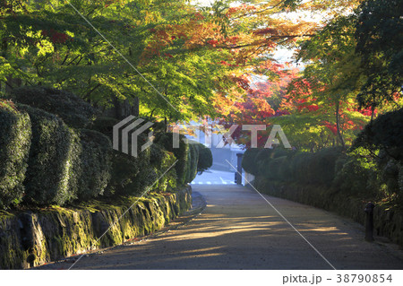 朝の蛇腹道 38790854