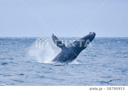 ザトウクジラ 38790953