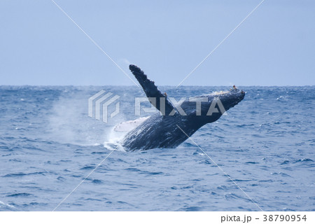 ザトウクジラ ザトウクジラ 38790954