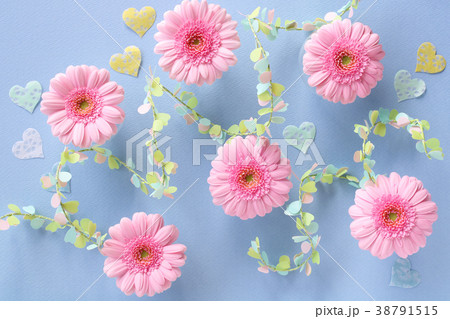 ピンクのガーベラ ハートの写真素材