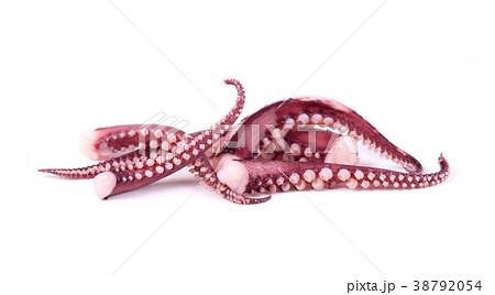 Tentacles of squid isolated on white background Tentacles of squid isolated on white background 38792054