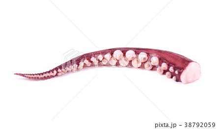 Tentacles of squid isolated on white background 38792059