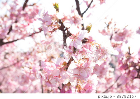 桜の花びら 桜の花びら 38792157