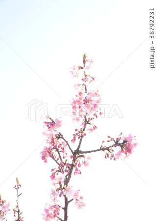 桜の花びら 桜の花びら 38792231