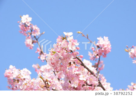 桜の花びら 38792252