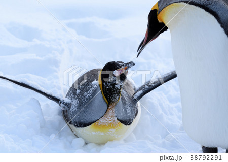 雪上のペンギン 38792291