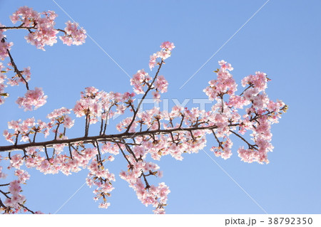 桜の花びら 桜の花びら 38792350