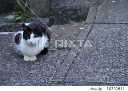 出産後のノラ猫　 38792611