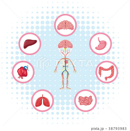 Diagram showing different parts of the body 38793983