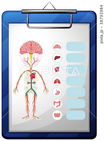 Human organs on blue board Human organs on blue board 38793984