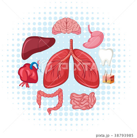 Human organs on poster Human organs on poster 38793985