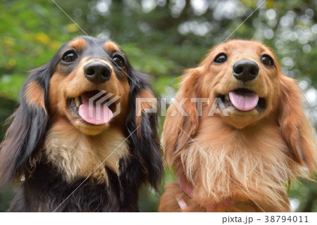 笑顔のわんこ　その② 38794011