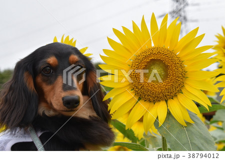 ヒマワリとわんこ 38794012