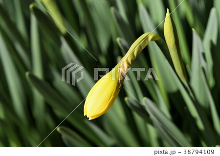 ラッパスイセン_蕾 ラッパスイセン_蕾 38794109
