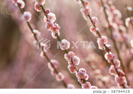 普光寺 梅の花、 普光寺 梅の花、 38794419