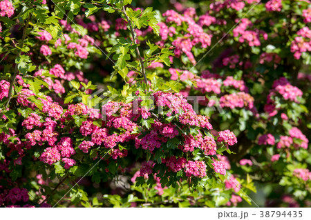 Pink flowers hawthorn tree 38794435