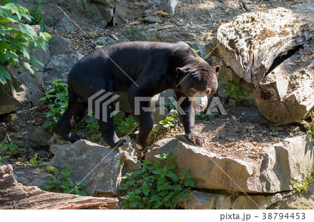 Malaysian bear (Helarctos malayanus) 38794453