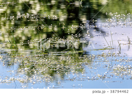 flowering pond in spring 38794462