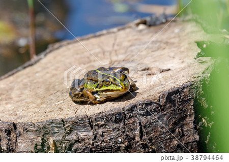 Beautiful marsh frog, European wildlife 38794464