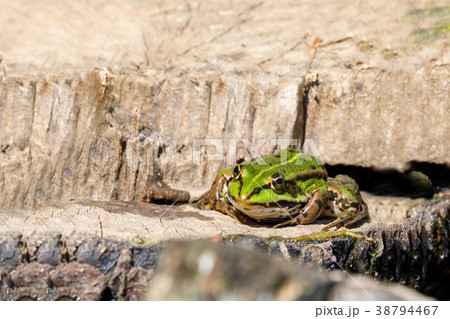 Beautiful marsh frog, European wildlife Beautiful marsh frog, European wildlife 38794467