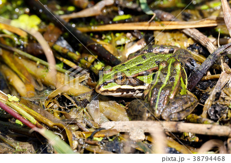 Beautiful marsh frog, European wildlife 38794468