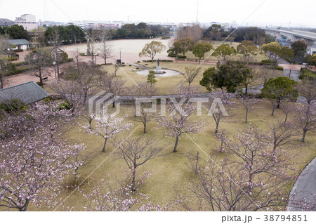 諏訪公園　桜、 38794851