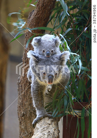 コアラ 38794966