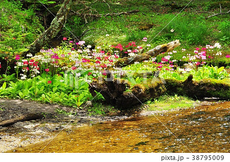 奥日光千手ヶ浜のクリンソウ 奥日光千手ヶ浜のクリンソウ 38795009