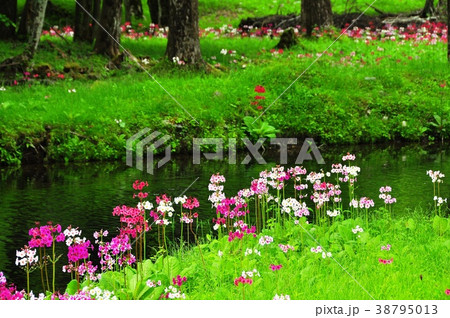奥日光千手ヶ浜渓流沿いで群生するクリンソウ 38795013