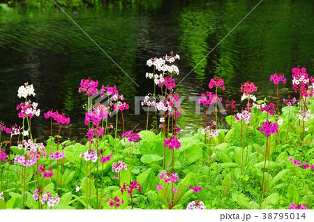 奥日光千手ヶ浜で群生するクリンソウ 奥日光千手ヶ浜で群生するクリンソウ 38795014