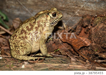 ヒキガエル ガマガエル 蟾蜍 38795455