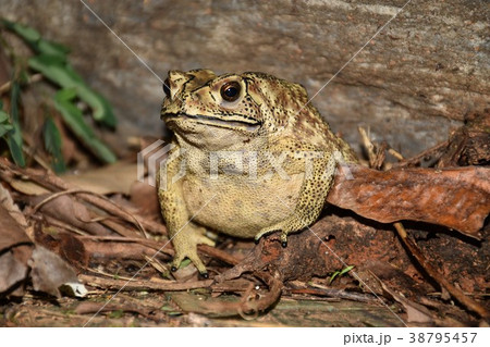 ヒキガエル ガマガエル 蟾蜍 38795457