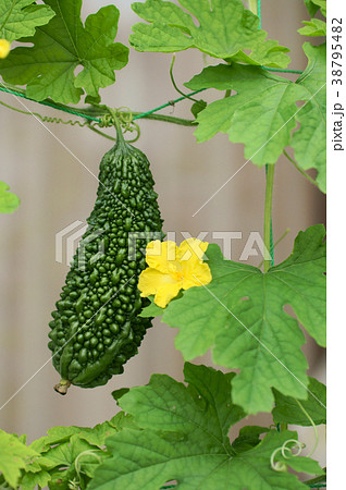 ゴーヤの実と雄花 38795482