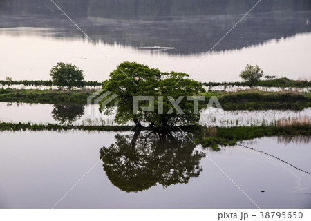 風景 湿地 牛浦 38795650