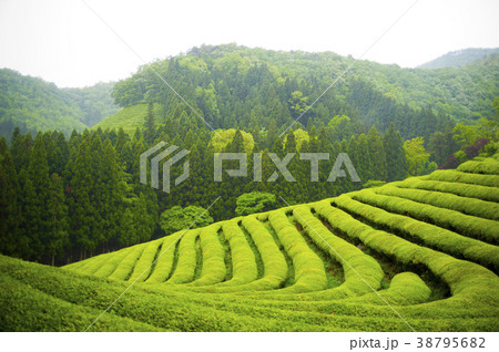 の多元 宝城郡 全羅南道 38795682