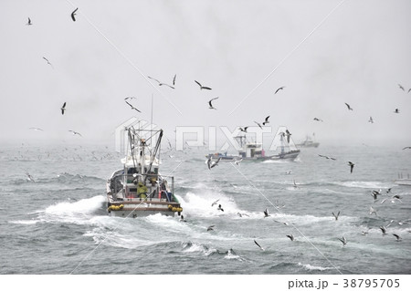 春の風物詩　雨の日のイカナゴ漁　淡路島岩屋 38795705